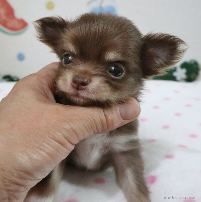 チワワ 父犬 とポメチワ 母犬 のミックス犬 女の子 チョコレ トタン 19 07 19生まれ 北海道 子犬id 1908 可愛い お顔の人気のチョコカラ のmix犬です みんなのブリーダー