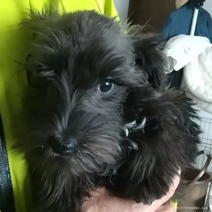 カイエン 様のお迎えした子犬