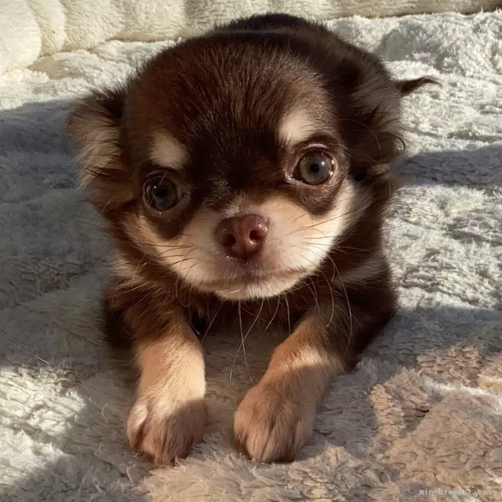 ID:2311-04921の子犬