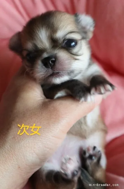 ID：2109-03149の子犬