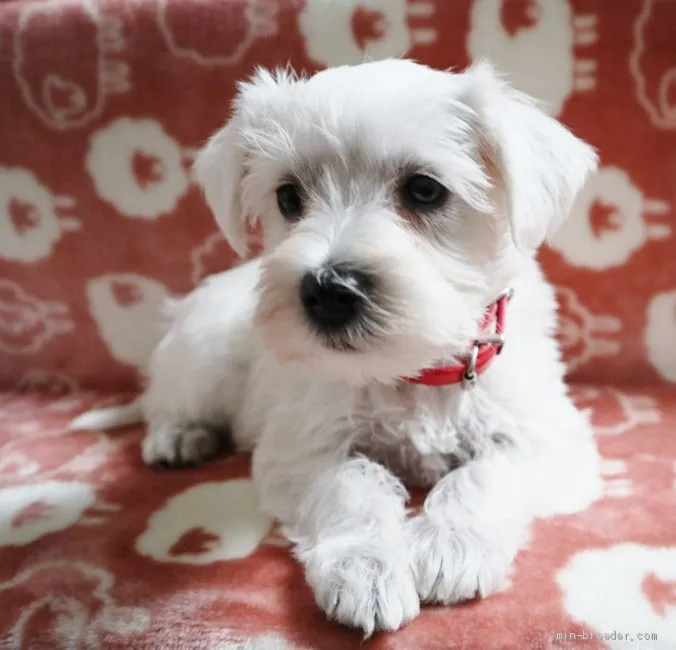 ID:2104-01876の子犬