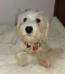 ID:1608-01579の子犬