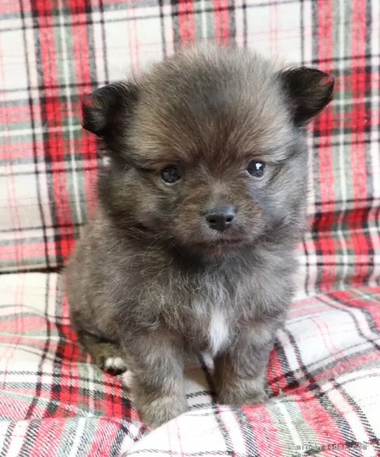 ID：2003-01935の子犬