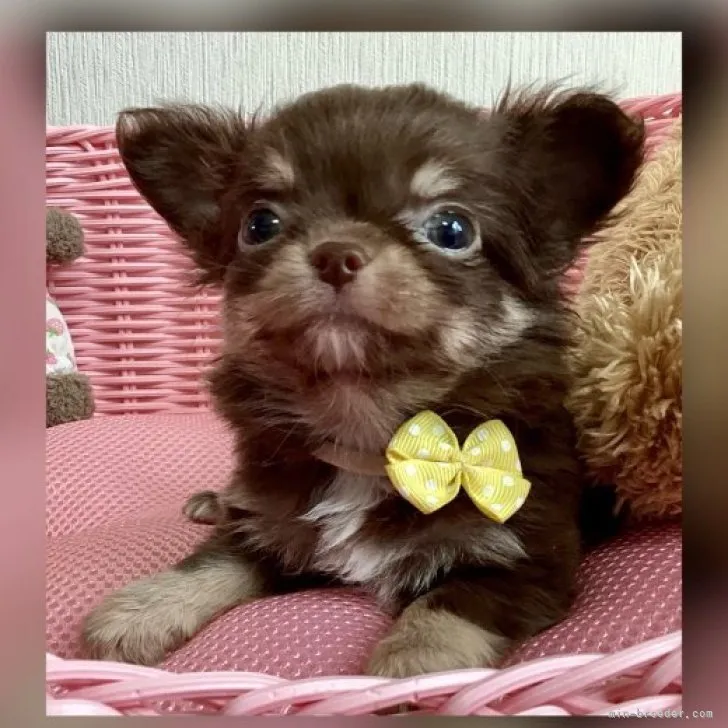 ID:2304-02239の子犬