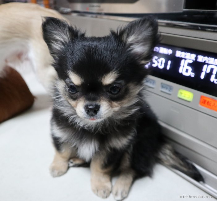 チワワ ロング 北海道 男の子 17年10月22日 ブラックタン ホワイト 元気一杯のイケメン犬 です みんなのブリーダー 子犬id 1711