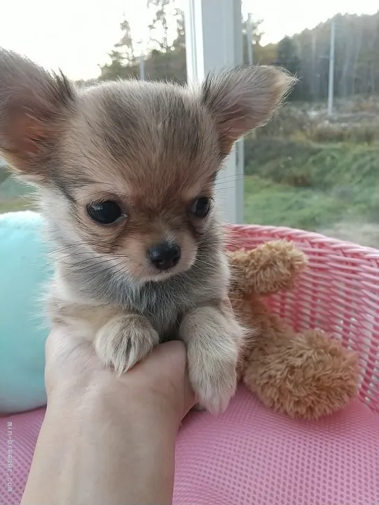ID:2109-03201の子犬