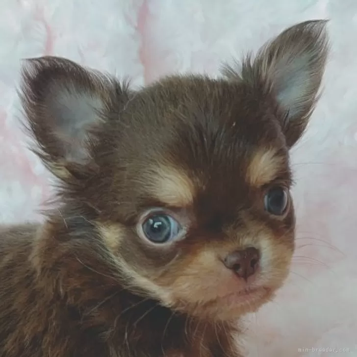 kh 様のお迎えした子犬