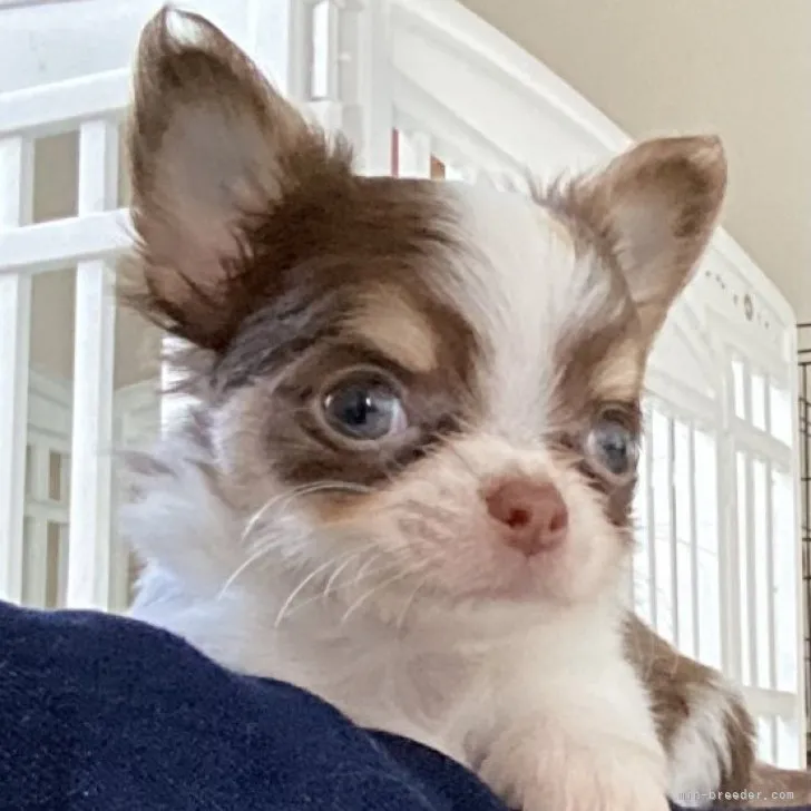 N.Y 様のお迎えした子犬