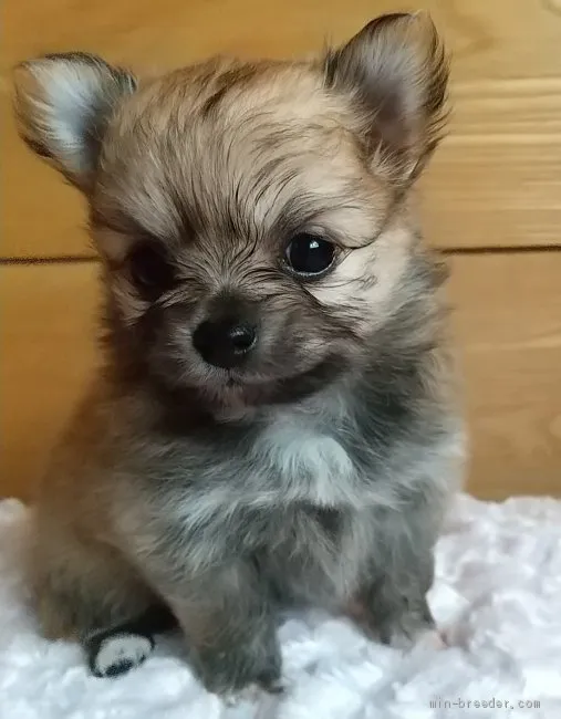 ID:2105-00731の子犬