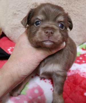 チワワ(父犬)とポメチワ(母犬)のミックス犬【北海道・男の子・2018年10月24日・チョコレ-トタン】の写真「人気のチョコカラ－のMIX犬です＾＾」