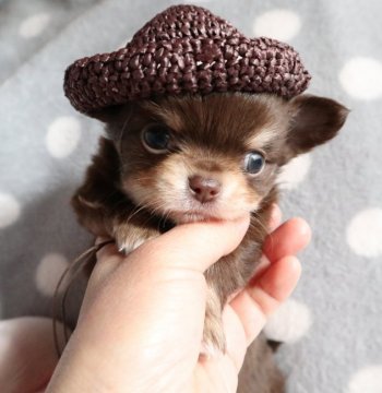 チワワ(ロング)【北海道・男の子・2020年1月31日・チョコレート・タン&ホワイト】の写真「ムチムチで鼻ぺちゃ君＾＾」