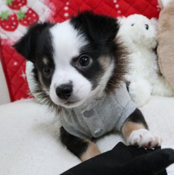 チワワ(父犬)とポメチワ(母犬)のミックス犬【北海道・男の子・2018年10月24日・パ-ティカラ-】の写真「ムチムチ元気なミックス犬の男の子＾＾」