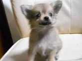 父犬(白ポメ)X母犬(チワワ)のポメチワです!【北海道・男の子・2015年8月2日・茶色】の写真1