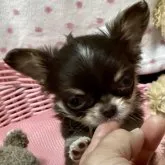 チワワ(ロング)【北海道・男の子・2023年4月5日・チョコレートタン&ホワイト】の写真1「5/27撮影」