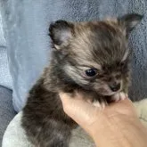 父犬(チワワ)と母犬(ポメラニアン)のチワポメです【北海道・男の子・2022年12月21日・フォ-ン系(オレンジセ-ブル)】の写真1「1/29撮影」