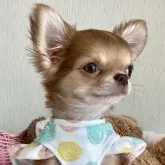 チワワ(ロング)【北海道・男の子・2023年4月3日・チョコフォーン】の写真1「6/17撮影イケメン犬になってきました🐶」