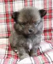 父犬(チワワ)と母犬(ポメラニアン)のチワポメです【北海道・男の子・2020年2月14日・フォ-ン系(オレンジセ-ブル)】の写真1「3/22撮影」