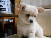 父・ポメラニアンと母・チワックス【北海道・女の子・2015年3月14日・クリ-ム】の写真1「3姉妹の3番目の女の子です！実物はもっとクリ－ム色です。」