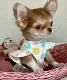 チワワ(ロング)【北海道・男の子・2023年4月3日・チョコフォーン】の写真2