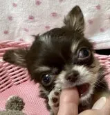 チワワ(ロング)【北海道・男の子・2023年4月5日・チョコレートタン&ホワイト】の写真2