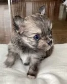 父犬(チワワ)と母犬(ポメラニアン)のチワポメです【北海道・男の子・2022年12月21日・フォ-ン系(オレンジセ-ブル)】の写真2