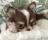 チワワ(ロング)【北海道・男の子・2023年8月5日・チョコレートクリーム&ホワイト】の写真4