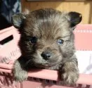 父犬(チワワ)と母犬(ポメラニアン)のチワポメです【北海道・男の子・2020年2月14日・フォ-ン系(オレンジセ-ブル)】の写真4