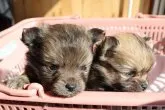 父犬(チワワ)と母犬(ポメラニアン)のチワポメです【北海道・男の子・2020年2月14日・フォ-ン系(オレンジセ-ブル)】の写真5「左側の子犬です＾＾」