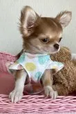 チワワ(ロング)【北海道・男の子・2023年4月3日・チョコフォーン】の写真5