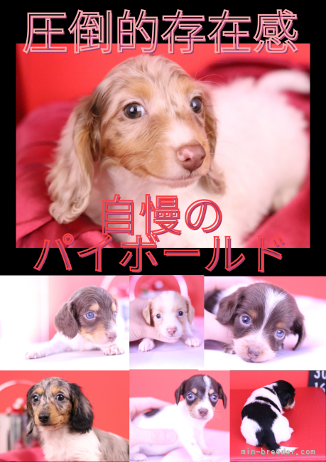 当犬舎自慢の綺麗なパイボールド💗｜学原　里緒(がくはら　りお)ブリーダー(愛知県・カニンヘンダックスフンド(ロング)など・JKC登録)の紹介写真2