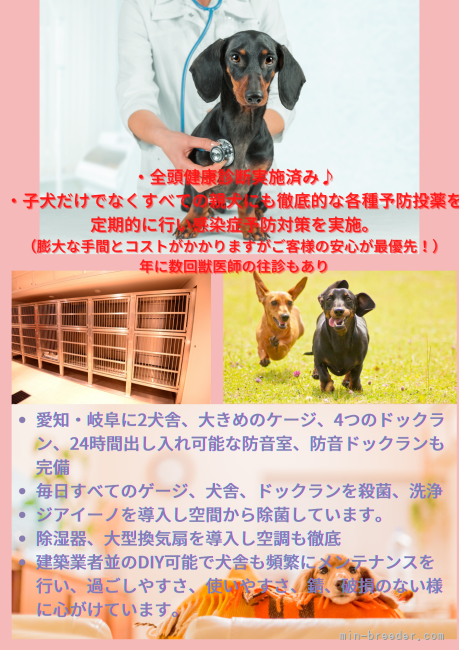 学原　里緒(がくはら　りお)ブリーダー(愛知県・カニンヘンダックスフンド(ロング)など・JKC登録)の紹介写真6