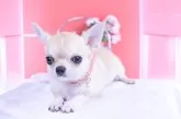 チワワ(スムース)【愛知県・女の子・2025年5月14日・フォーン】の写真13