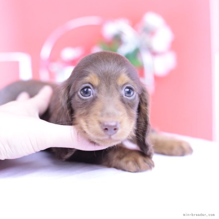 ブリーダー画像