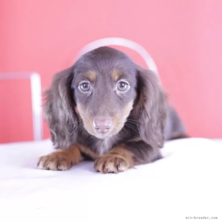 ID:2410-07135の子犬