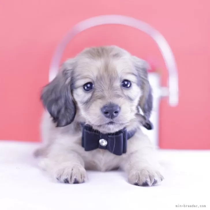 ID:2503-03856の子犬