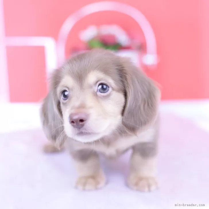 T.M 様のお迎えした子犬