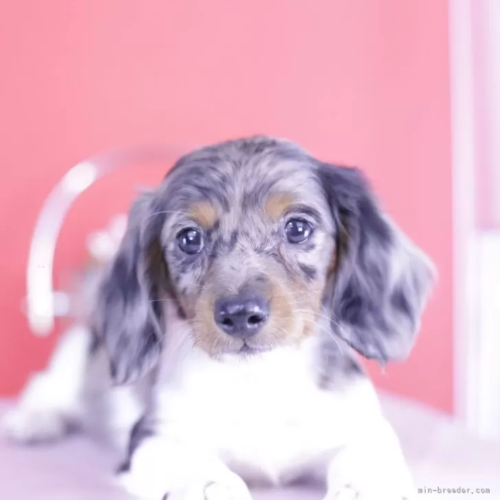 ID:2501-06715の子犬