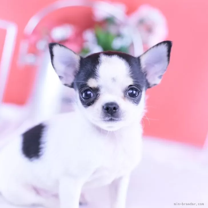 チワワ(スムース)【愛知県・女の子・2025年9月4日・ホワイト&amp;ブラックタン】の写真1