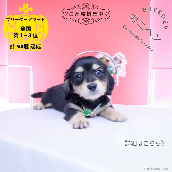 カニンヘンダックスフンド(ロング)【愛知県・男の子・2026年4月14日