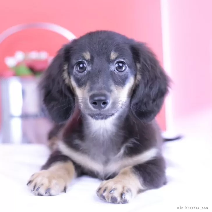 大福 様のお迎えした子犬