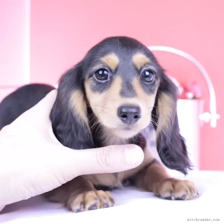 カニンヘンダックスフンド(ロング)【愛知県・女の子・2025年7月21日・ブラックタン☆】の写真1