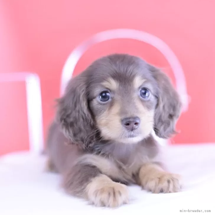 K.K 様のお迎えした子犬