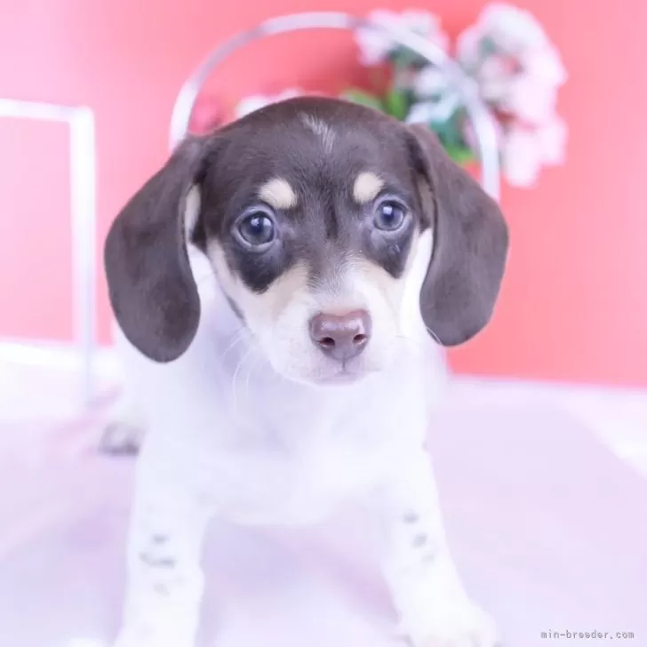 ミニチュアダックスフンド(スムース)【愛知県・男の子・2025年9月24日・チョコタンパイボールド】の写真1