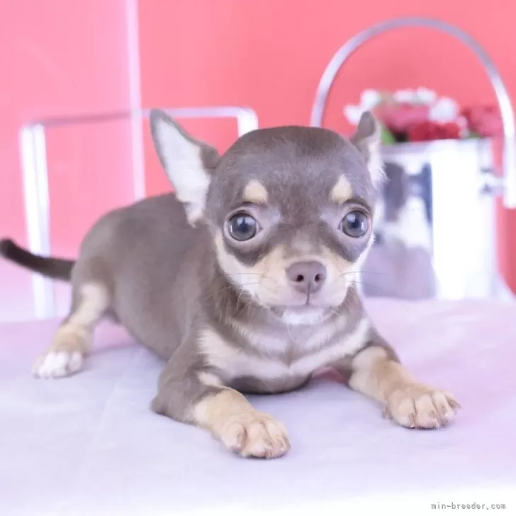 チワワ(スムース)【愛知県・女の子・2025年5月17日・チョコタン】の写真1