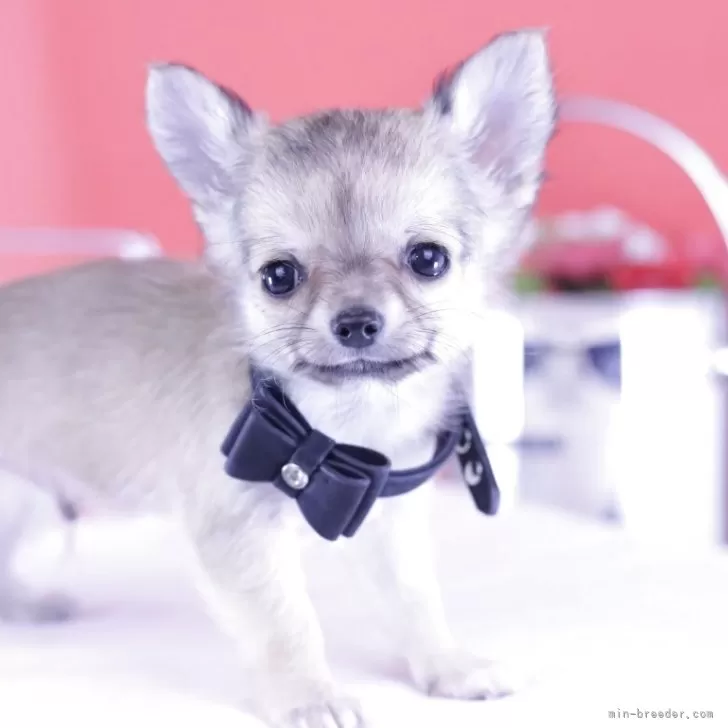 ID:2504-02911の子犬
