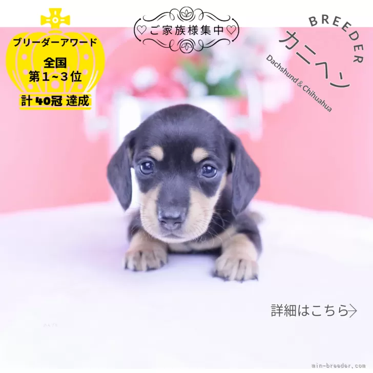 カニンヘンダックスフンド(スムース)【愛知県・男の子・2025年11月1日・ブラックイエロー】の写真1