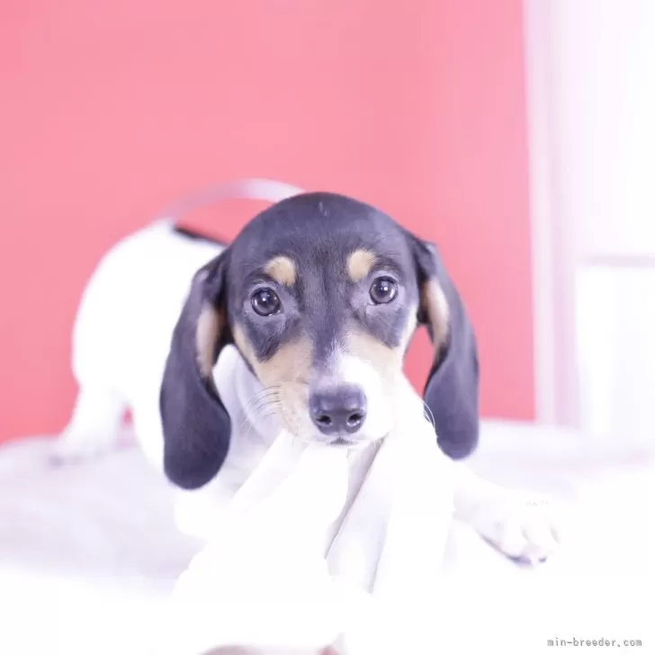 ID:2409-07478の子犬