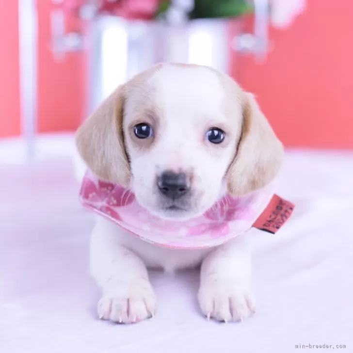 ミニチュアダックスフンド(スムース)【愛知県・女の子・2025年9月28日・クリームパイボールド♡】の写真1「小さな可愛い女の子🩷」