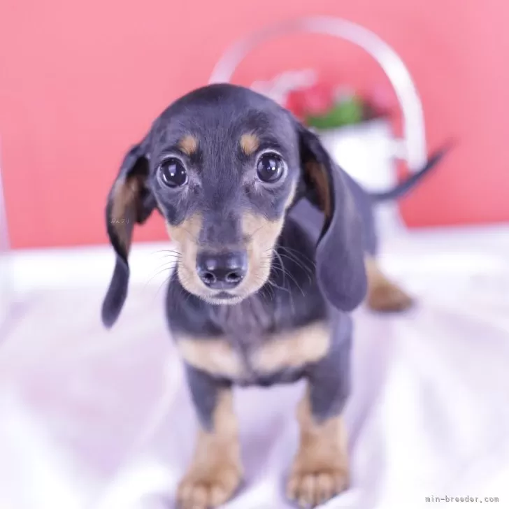 ID：2408-05346の子犬