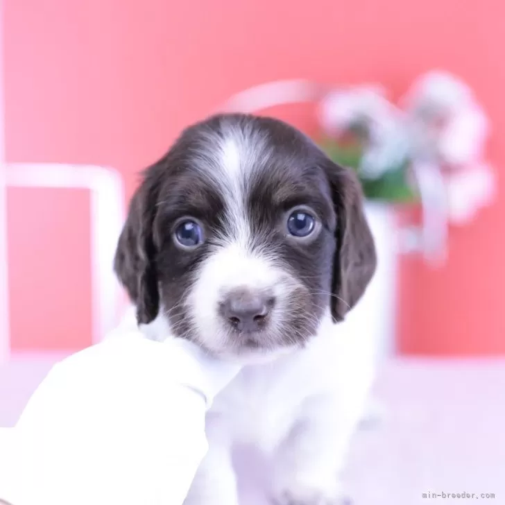 ミニチュアダックスフンド(ロング)【愛知県・女の子・2025年9月24日・チョコタンパイボールド♡】の写真1